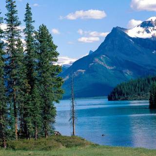 Natural beautiful wallpaper