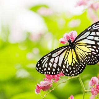 Pics of butterflies on flowers