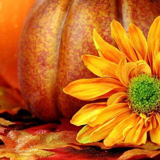 HD pumpkin wallpaper