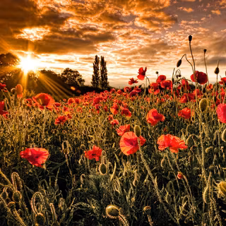 Poppies wallpaper