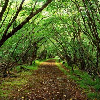 Scenic wallpaper for desktop