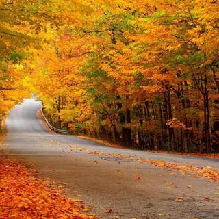 Autumn forest wallpaper