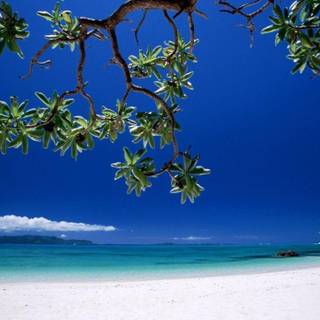 Free Caribbean beach wallpaper