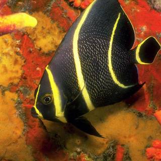 Free desktop backgrounds animals