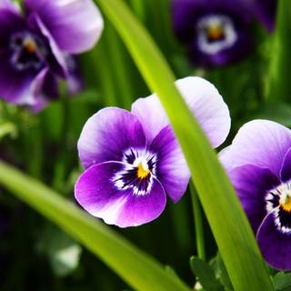 Wallpaper flowers desktop