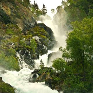 Rain forest wallpaper