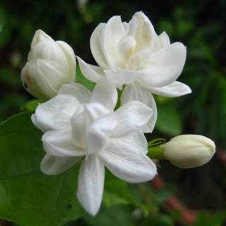 Jasmine flower wallpaper