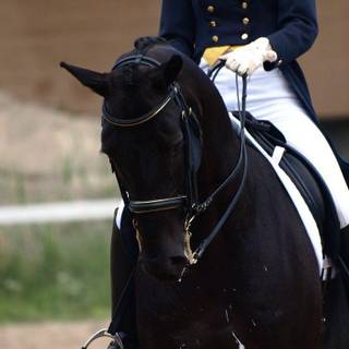 Dressage wallpaper