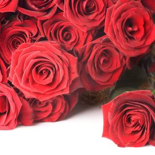 Rose flower wallpaper images