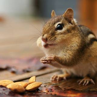 Desktop wallpaper HD