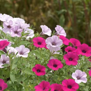 HD images of flowers