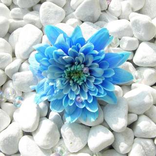 Blue flower wallpaper
