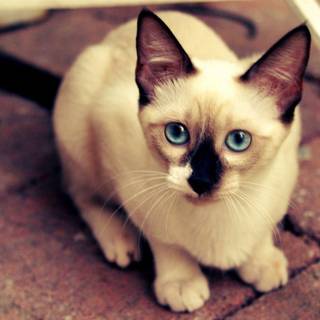 Siamese kitten wallpaper