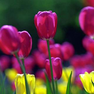 Spring desktop wallpaper amazing collection