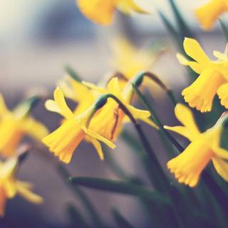 Daffodils wallpaper