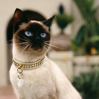 Siamese cat wallpaper