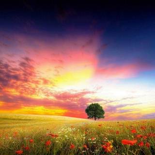 Pictures for background