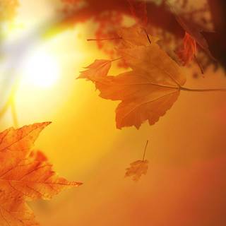 Autumn wallpaper 1920x1080