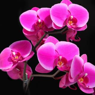 Pics of pink flowers