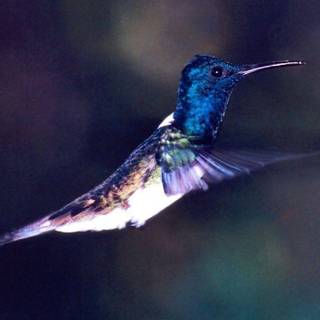 Hummingbirds wallpaper