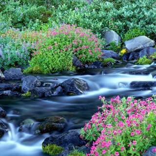 Spring computer wallpaper