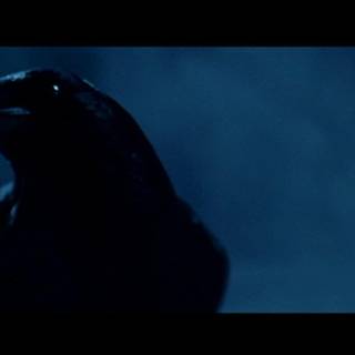 Raven wallpaper