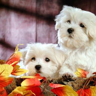 Free cute puppies wallpaper