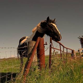 Paint horse wallpaper