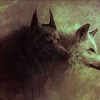 Gray wolf wallpaper