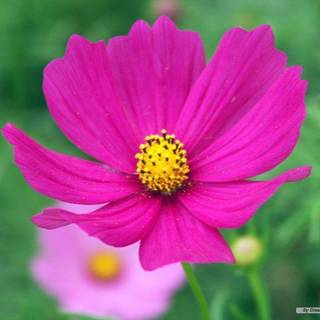 Flower wallpaper free