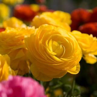 Free yellow rose wallpaper