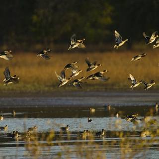 Mallard duck wallpaper