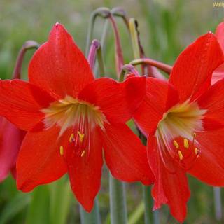 Red flowers pictures