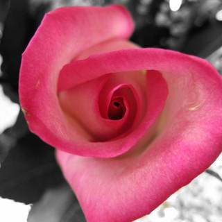 Cute black and white backgrounds