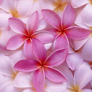 Flowers for desktop background