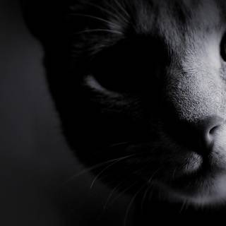 White cats wallpaper