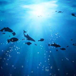 Ocean blue background