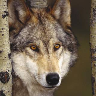 Wolf wallpaper 1920x1080