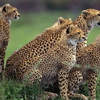 Free cheetah wallpaper