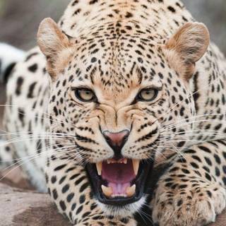 Snow leopard backgrounds