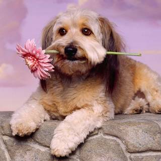 Images of beautiful