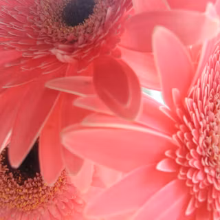 Pink backgrounds for computer