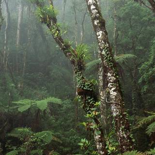 Amazon rainforest wallpaper