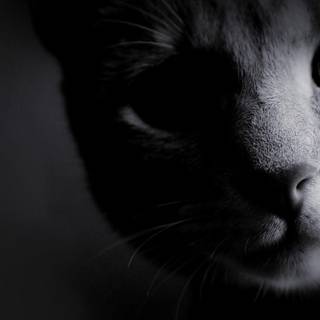 Monochrome wallpaper