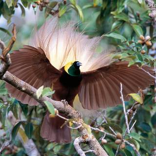 Birds of paradise wallpaper