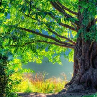 Mother nature wallpaper
