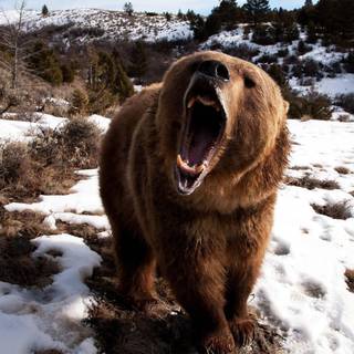 Brown bear wallpaper