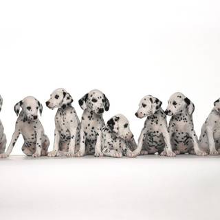 Dalmatian background