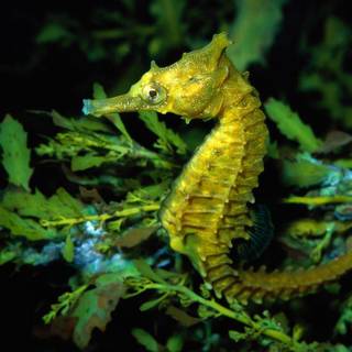 Seahorse wallpaper