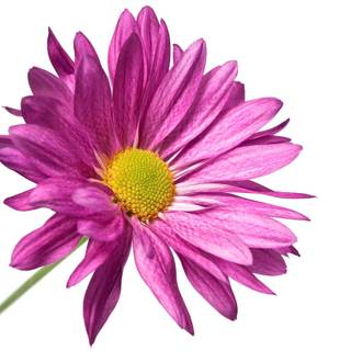 Purple flower white background